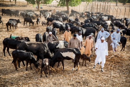 President Buhari in His Farm