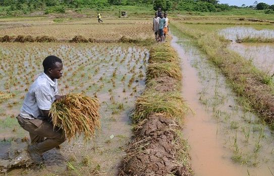Image result for irrigation in nigeria