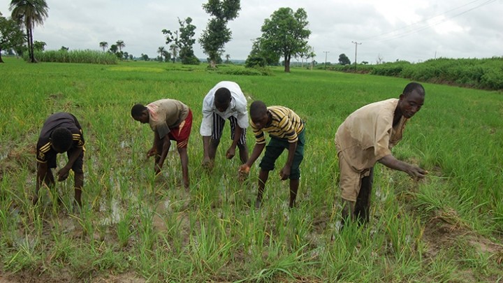 Farmers on the Fadama Project