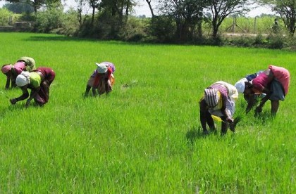 fao-africa-rice-center-farmers