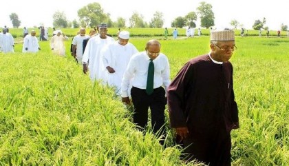 Image result for Kebbi State Begins Rice Export To West-North African CountriesÂ 