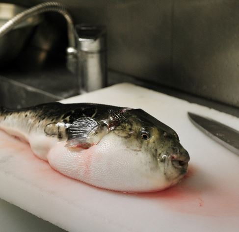 Nafdac Raises Alarm On Consumption Puffer Fish Pnu