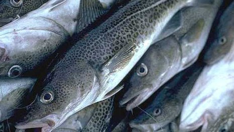 Farmer Urges Delta Government  To Encourage Fish Export