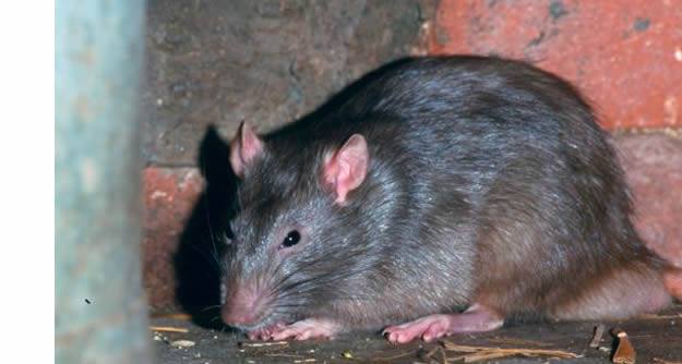 Lassa Fever: What Nigerians Are Advised To Know
