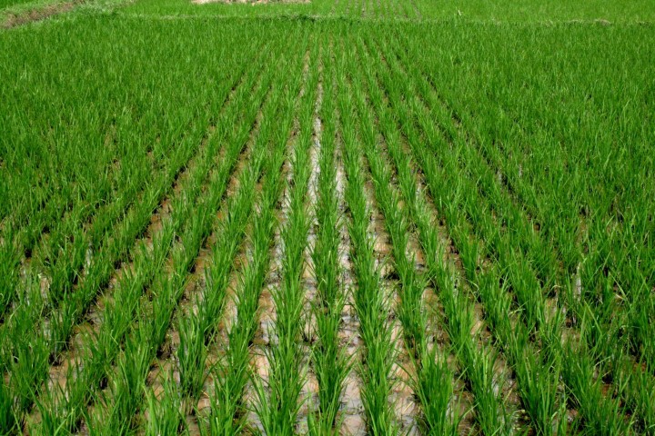 Rice farm (Photo: Internet)