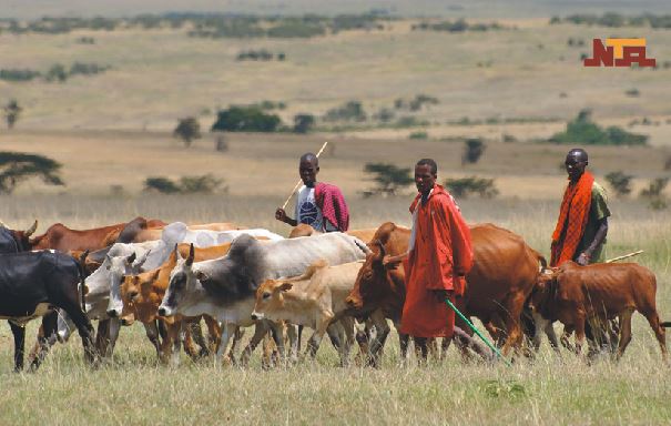 Herdsmen To Undergo Registration Process in Kwara