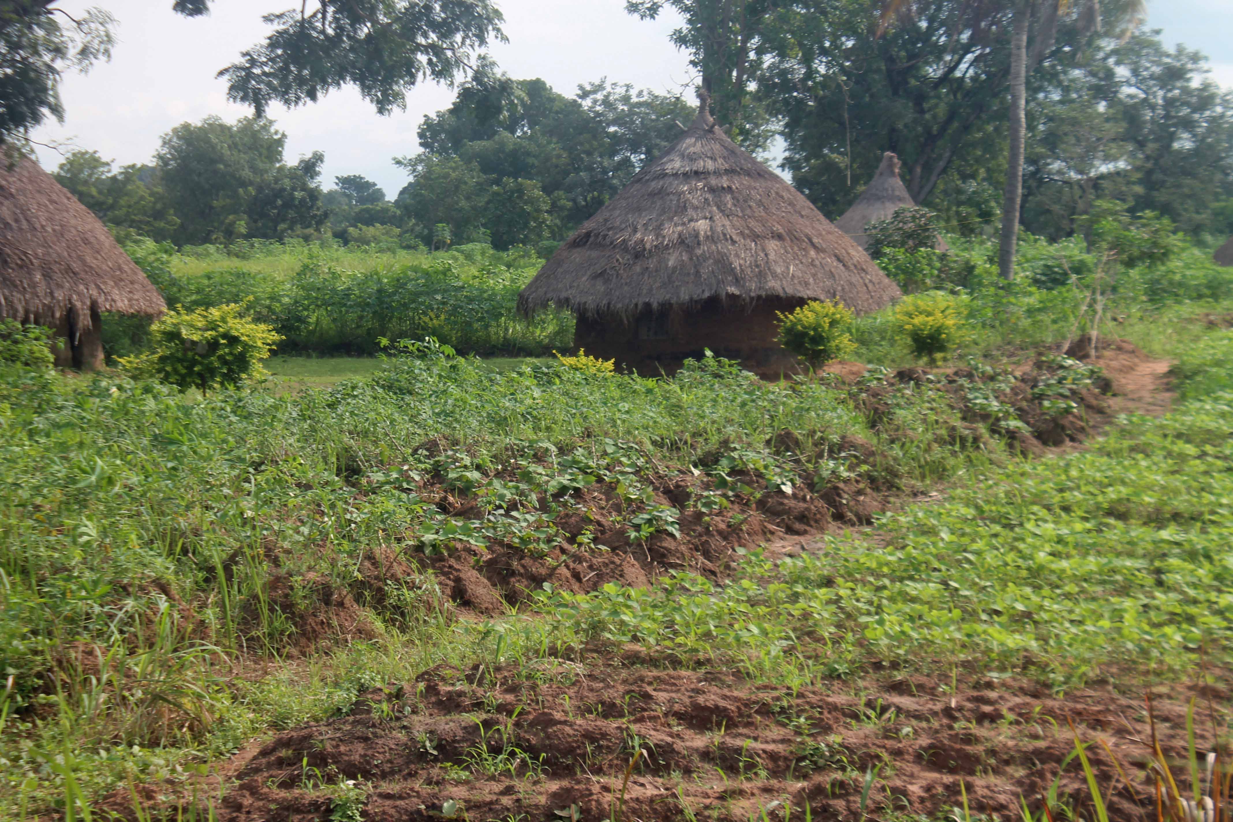 Benue moves to agriculture for economic development Growth