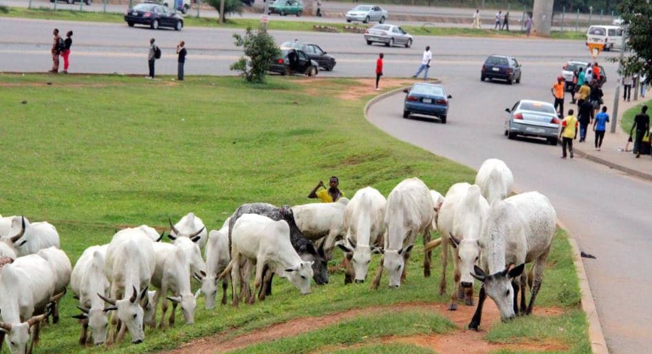 FCTA Asks Herdsmen to Move Cattle Out of Abuja City
