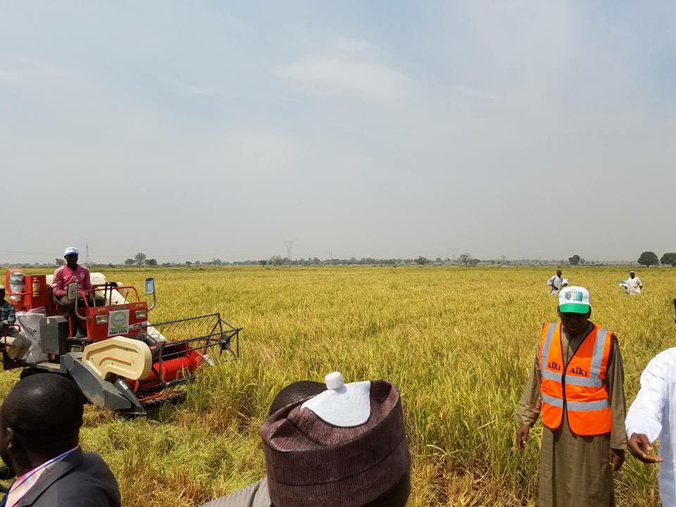 1.2m Tons of Rice Estimated For Harvest In Kano This Year