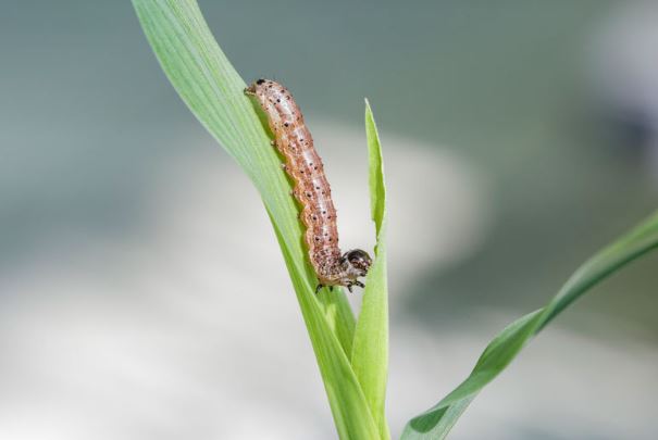 Armyworm A Threat To Maize In Africa