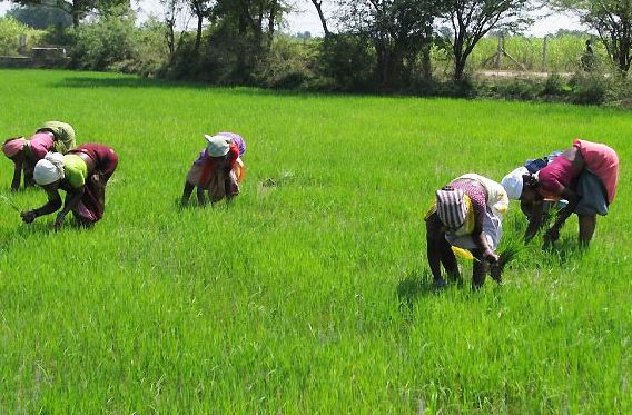 FG, OGSG and IFAD empower 2,500 farmers with inputs.