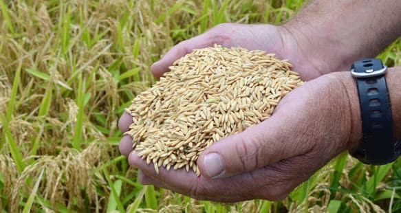 FAO Partners Africa Rice Center In Strengthening Capacity Of Farmers In Nigeria
