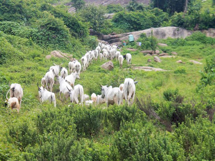 40 Suspected Cattle Rustlers Arrested, Police Recovers 500 Cows In Nasarawa State