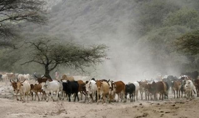 2 Cattle Rustlers Receive Death By Hanging Sentence In Kogi