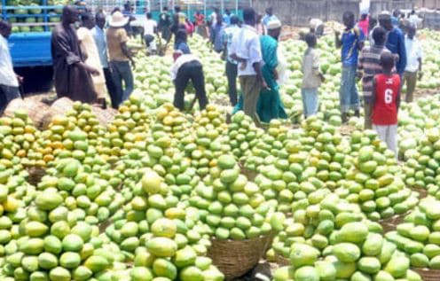 NEWS ANALYSIS: Carbide Ripened Fruits in Nigerian Markets