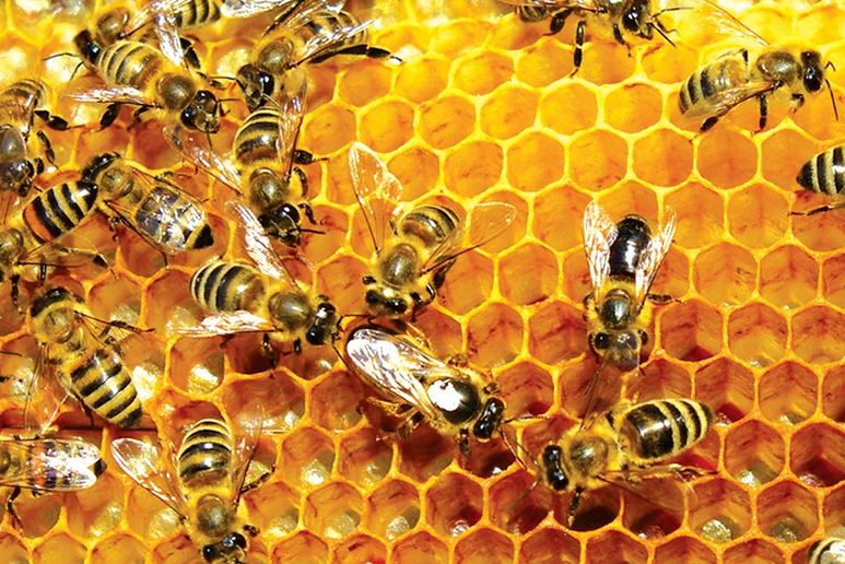 Why Nigeria Is Yet To Produce Enough Honey For Export – Ministry of Agriculture