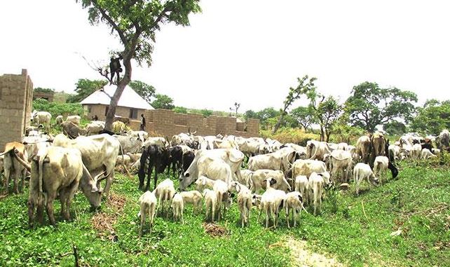 Governor Masari Decries Encroachment Into Cattle Routes, Grazing Reserves In Katsina