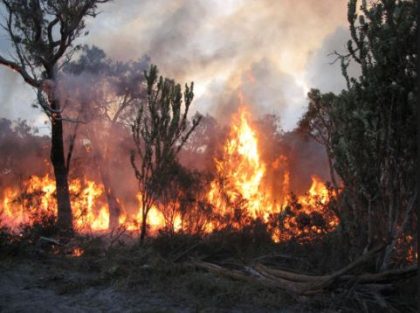 AEPB warns Residents against Indiscriminate Bush Burning – NTA.ng –  Breaking News, Nigeria, Africa, Worldwide