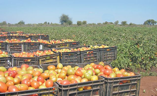 Middlemen are Agents of Food Insecurity – Farmers