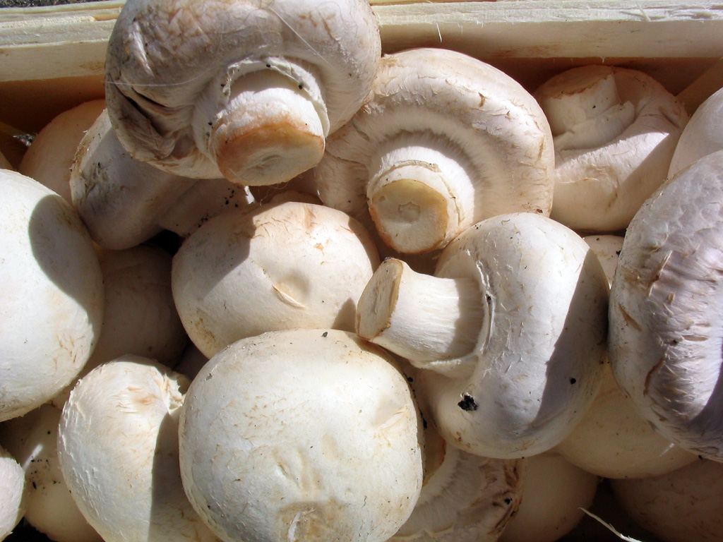 Plant scientist advises Nigerians to eat mushrooms to prevent cancer, others