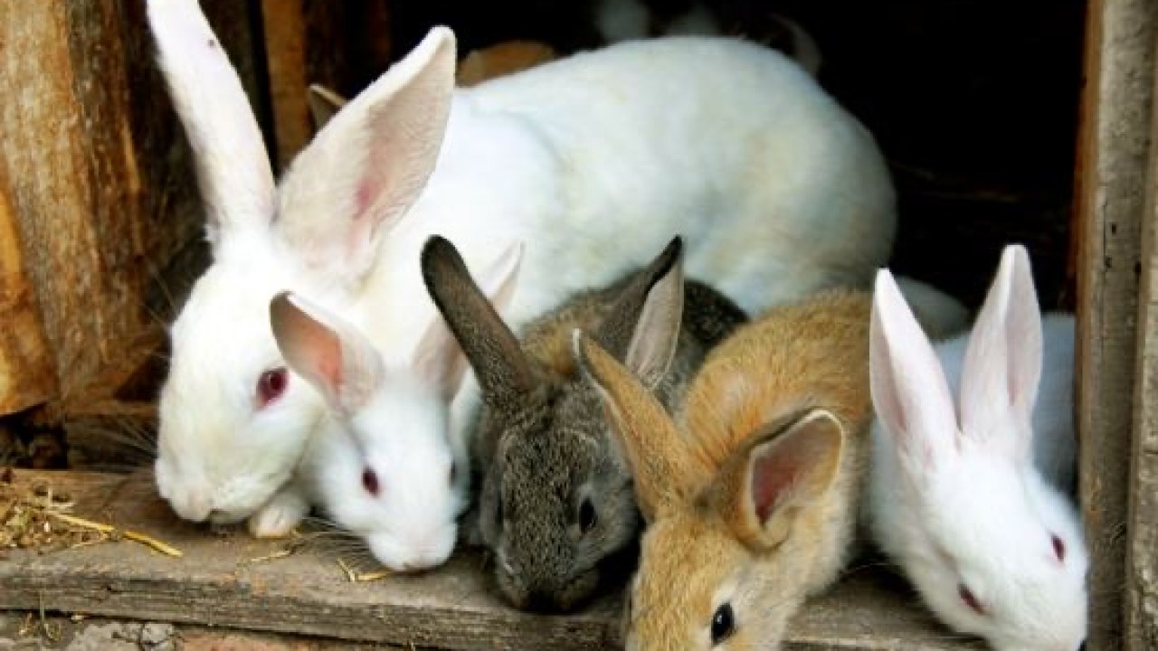FG Trains Vets to Combat a Contagious Rabbit Haemorrhagic Disease Outbreak